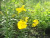 DSC00737.JPG