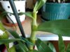 DSCN1680.JPG