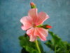 DSCN0701.JPG
