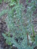 DSC04835.JPG
