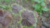 DSC01709.JPG