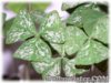 1Oxalis_IrishMist080325_01.jpg