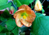 abutilon_tropic-sunset_2.jpg