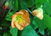 abutilon_tropic-sunset_7.jpg