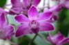 57238860_most_beautiful_flowers_dendrobium_3.jpg