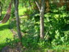 PICT1990.JPG