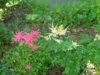 PICT1991.JPG