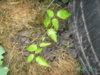 PICT1806.JPG