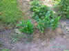 PICT2007.JPG