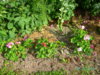 PICT2022.JPG