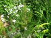 PICT2027.JPG