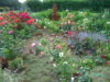 PICT2036.JPG
