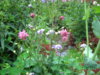 PICT1745.JPG