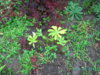 PICT1749.JPG
