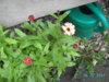 PICT1818.JPG