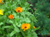 PICT1820.JPG