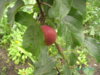 PICT1802.JPG