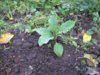 PICT1822.JPG