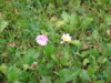 PICT1825.JPG