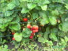 PICT1829.JPG