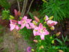 PICT2071.JPG