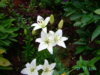 PICT2076.JPG