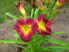 PICT2069.JPG