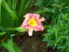 PICT2074.JPG