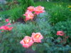 n3.JPG