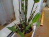 DSC01525.JPG