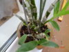 DSC01526.JPG