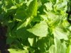 DSCN4325.JPG