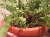 DSCF4206.JPG