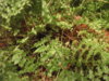 DSCF4209.JPG