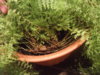 DSCF4211.JPG