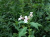 20140718_204740.jpg
