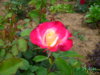 PICT2200.JPG
