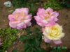PICT2201.JPG