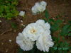 PICT2202.JPG
