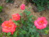 PICT2203.JPG