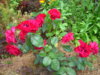 PICT2204.JPG