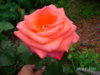 PICT2209.JPG