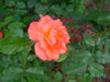 PICT2211.JPG