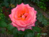 PICT2212.JPG