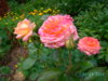 PICT2213.JPG