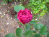 PICT2214.JPG