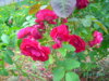 PICT2215.JPG
