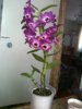 12.02.13  Dendrobium nobile- Дендробиум благородный.jpg