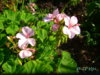 PICT2235.JPG