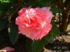 PICT2239.JPG